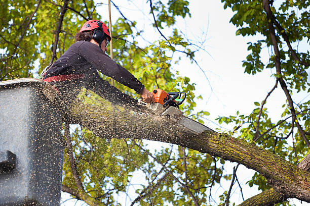 Best Hazardous Tree Removal  in Churchill, MT