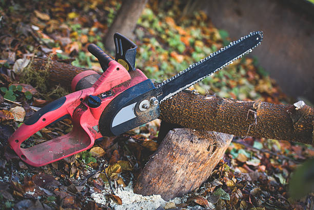 How Our Tree Care Process Works  in  Churchill, MT